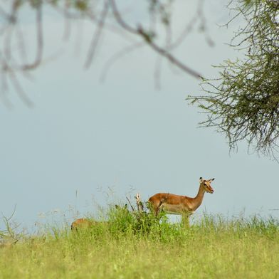 Impala game drive